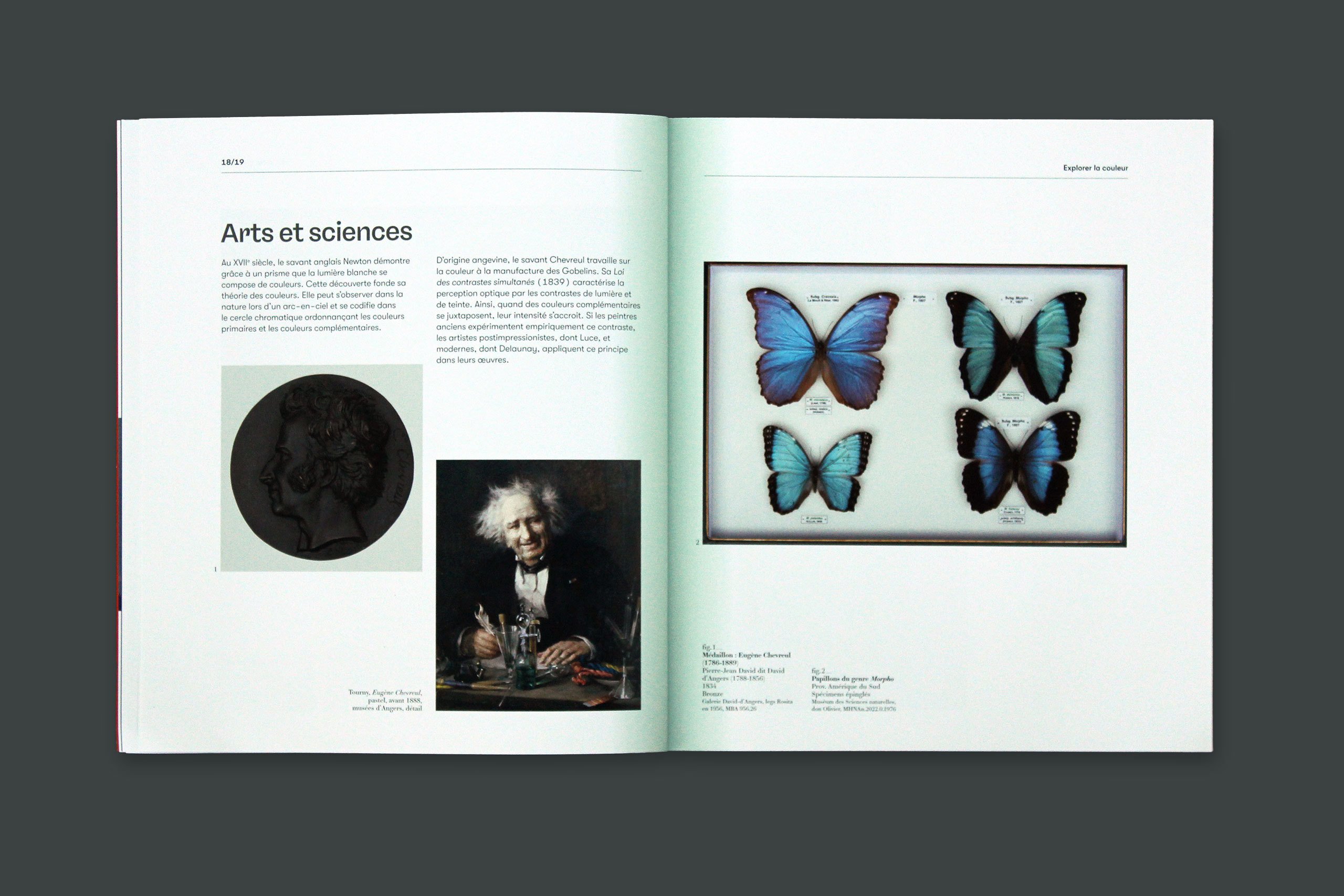 Cat couleur gris3.xlarge